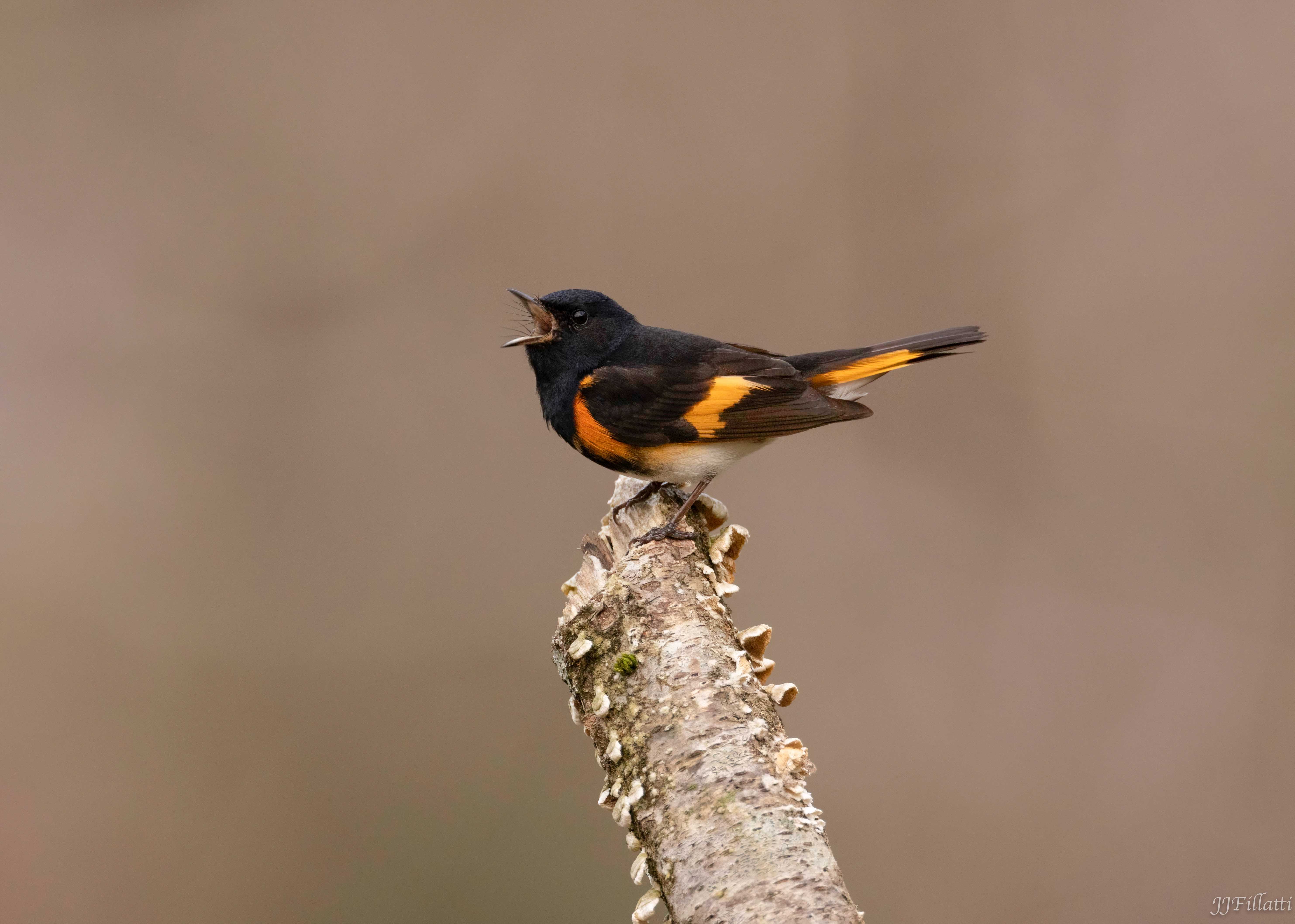 An open-mouthed american restart on a branch